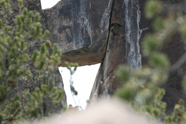 Woodpecker Arch