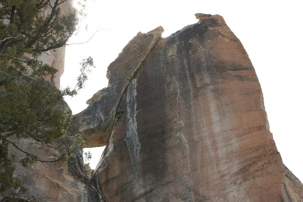 Woodpecker Arch