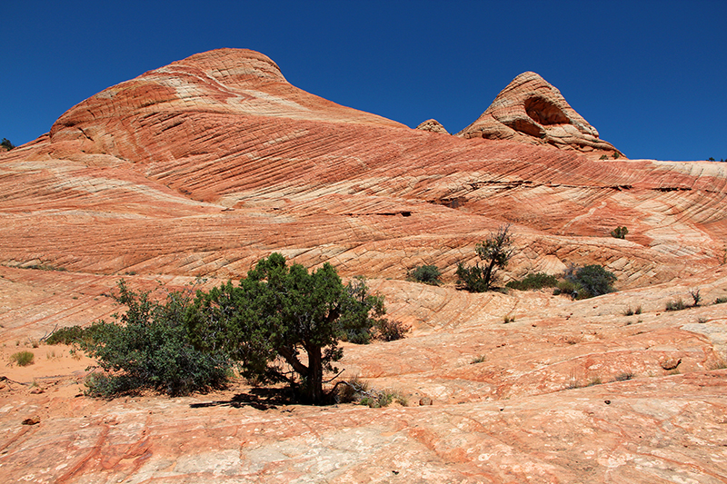 Yant Flat Cottonwood Canyon Heath Wash