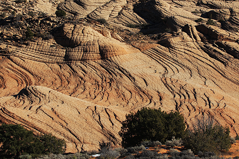 Yellow Knolls Black Gulch