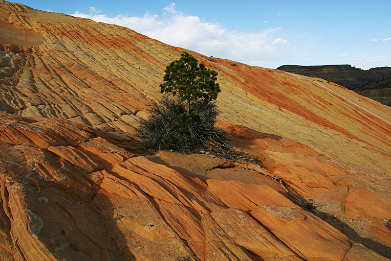 Yellow Rock Cottonwood Canyon